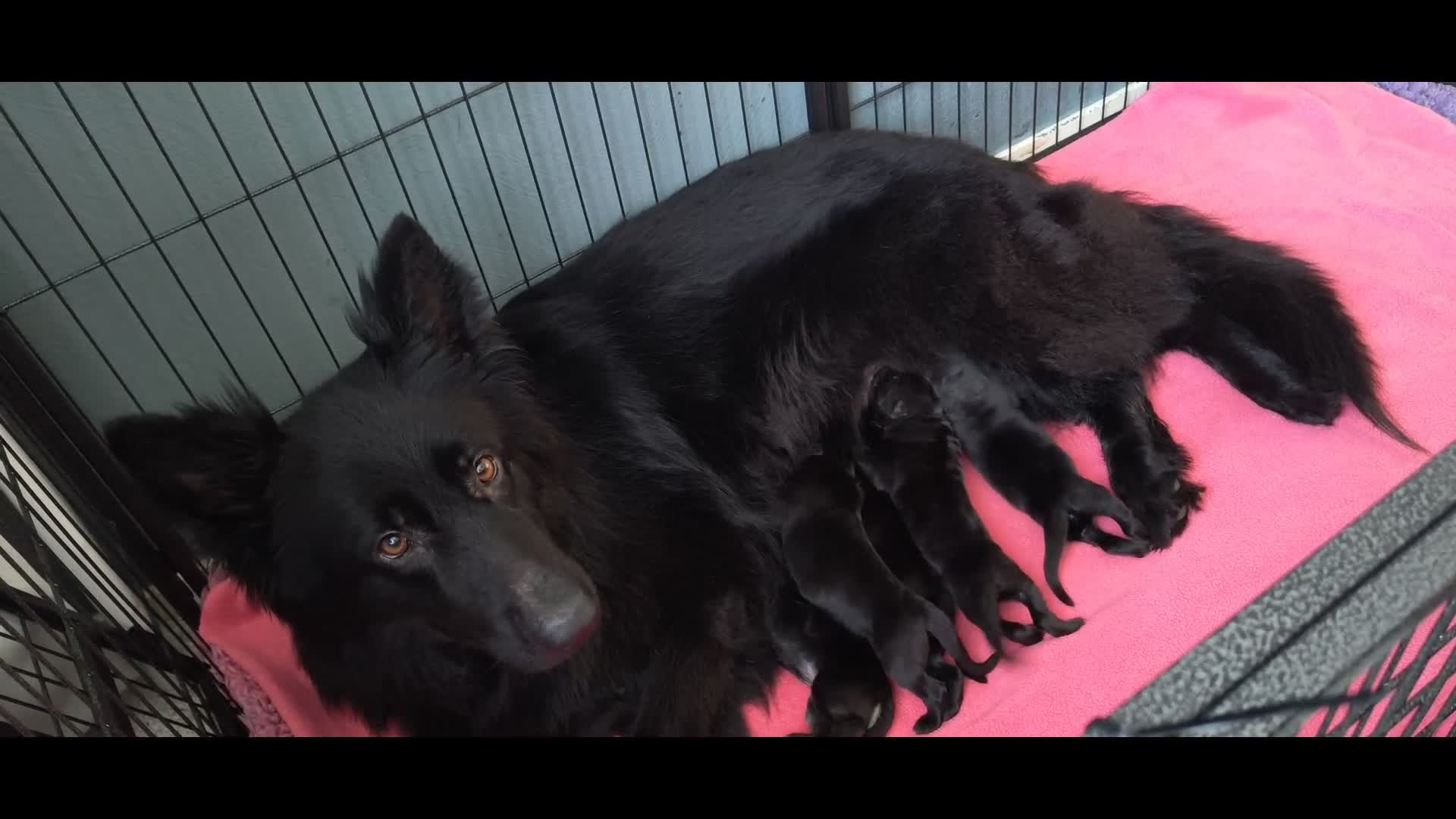 Duitse Herder honden te koop: Prachtige donkere Oud Duitse Herder pups  - Video 1