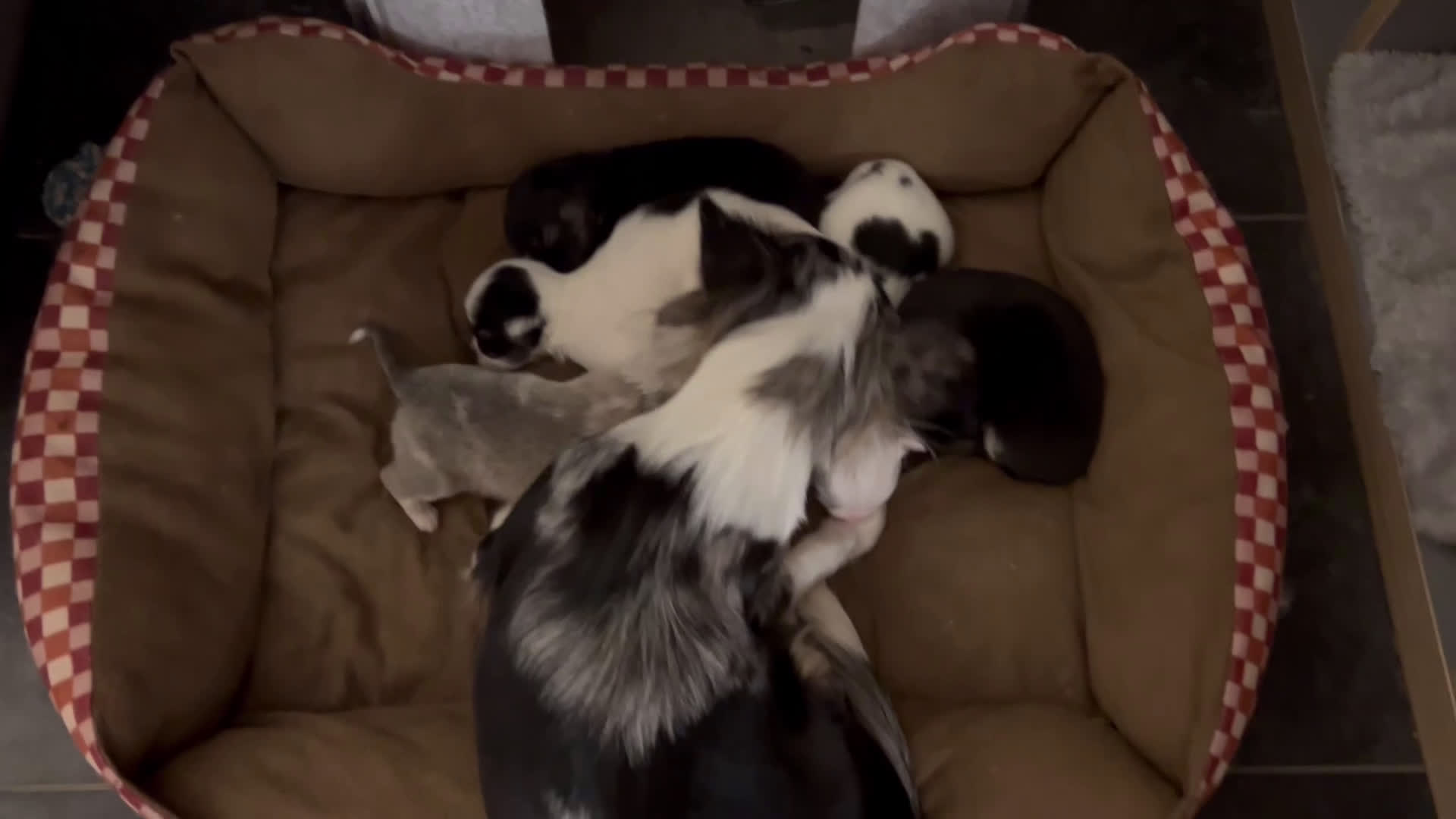 Chihuahua honden te koop: Mooie en lieve langhaar chihuahua. - Video 4