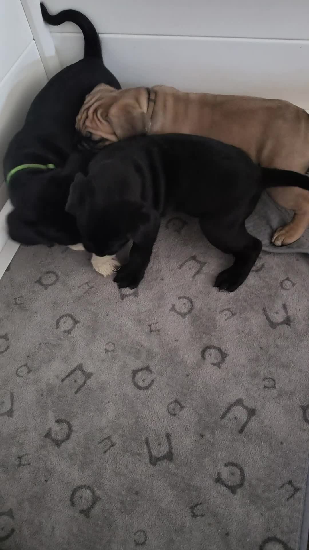 Cane Corso honden te koop: Cane Corso pups- nog enkele teefjes beschrikbaar - Video 1