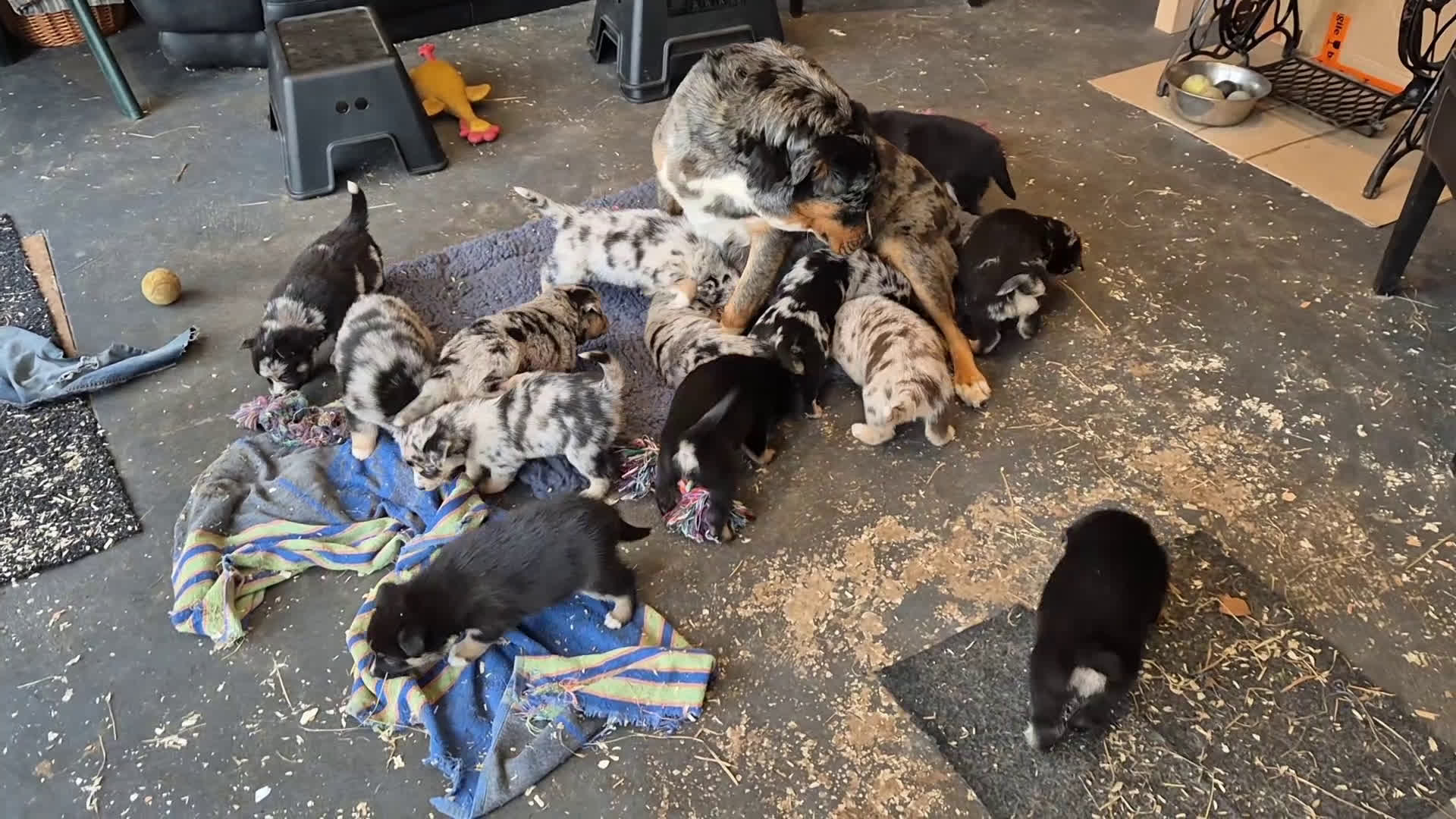 Kruising honden te koop: Australian shepherd x Pomsky (mini-aussie) - Video 2