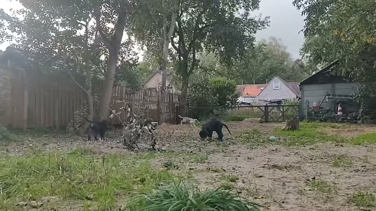 Duitse Dog honden te koop: Duitse Doggen pups in Koewacht - Video 3