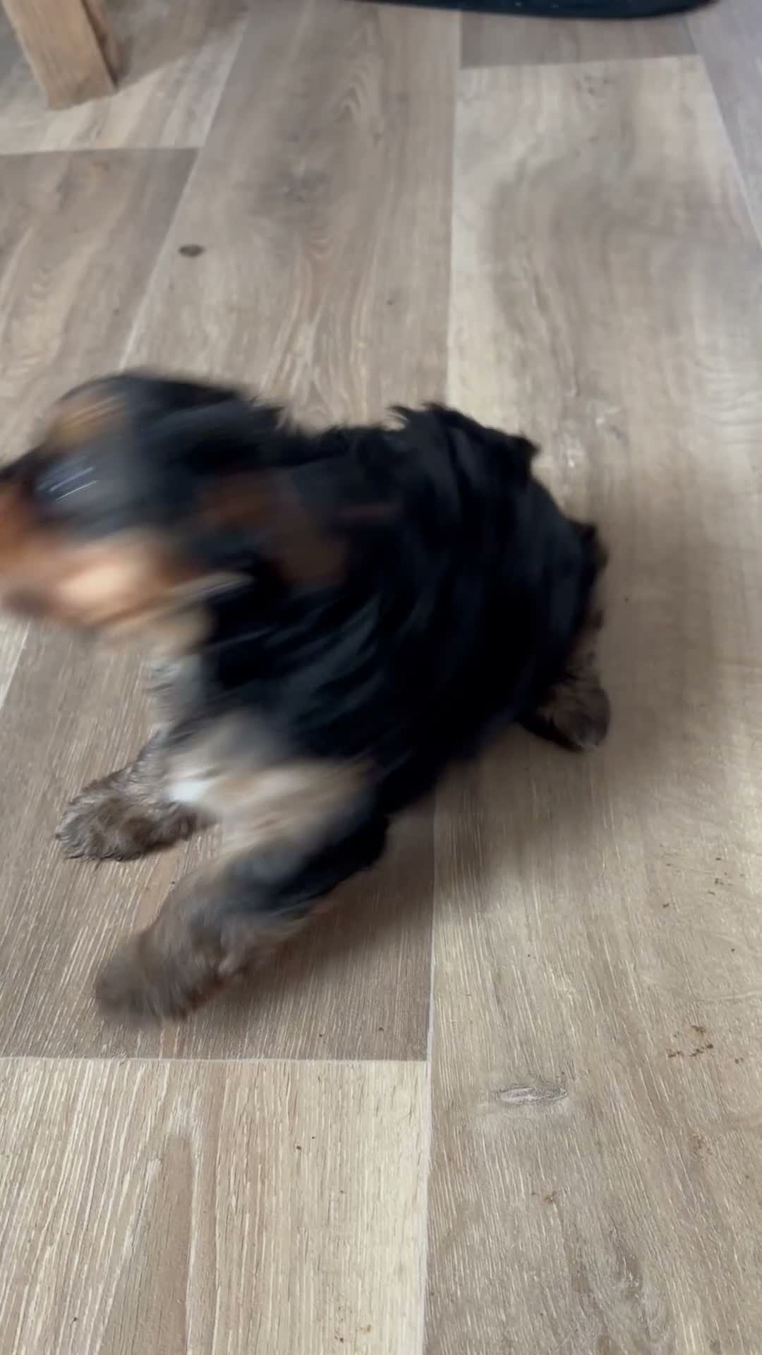 Yorkshire Terriër honden te koop: Nog 3 Yorkshire terriër pups zoeken een huisje - Video 1