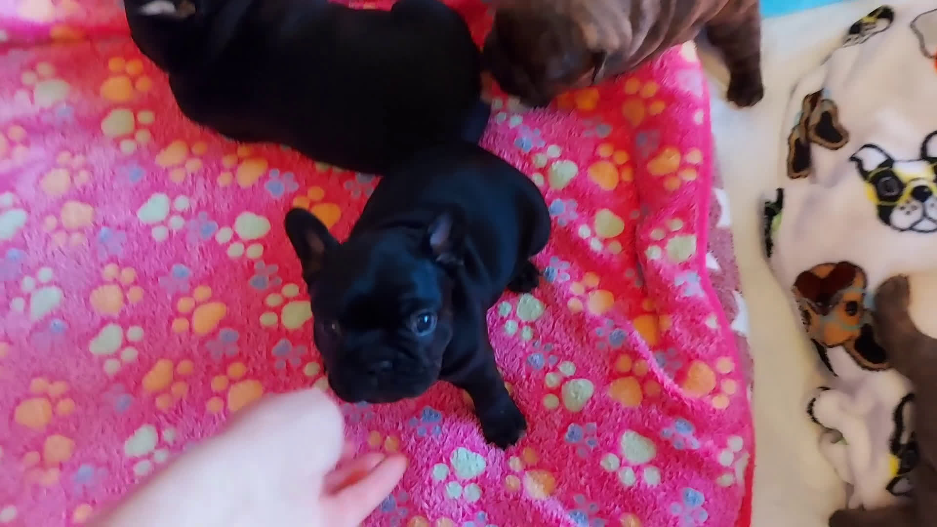 Franse Bulldog honden te koop: Prachtige Franse Bulldog pups met stamboom - Video 1