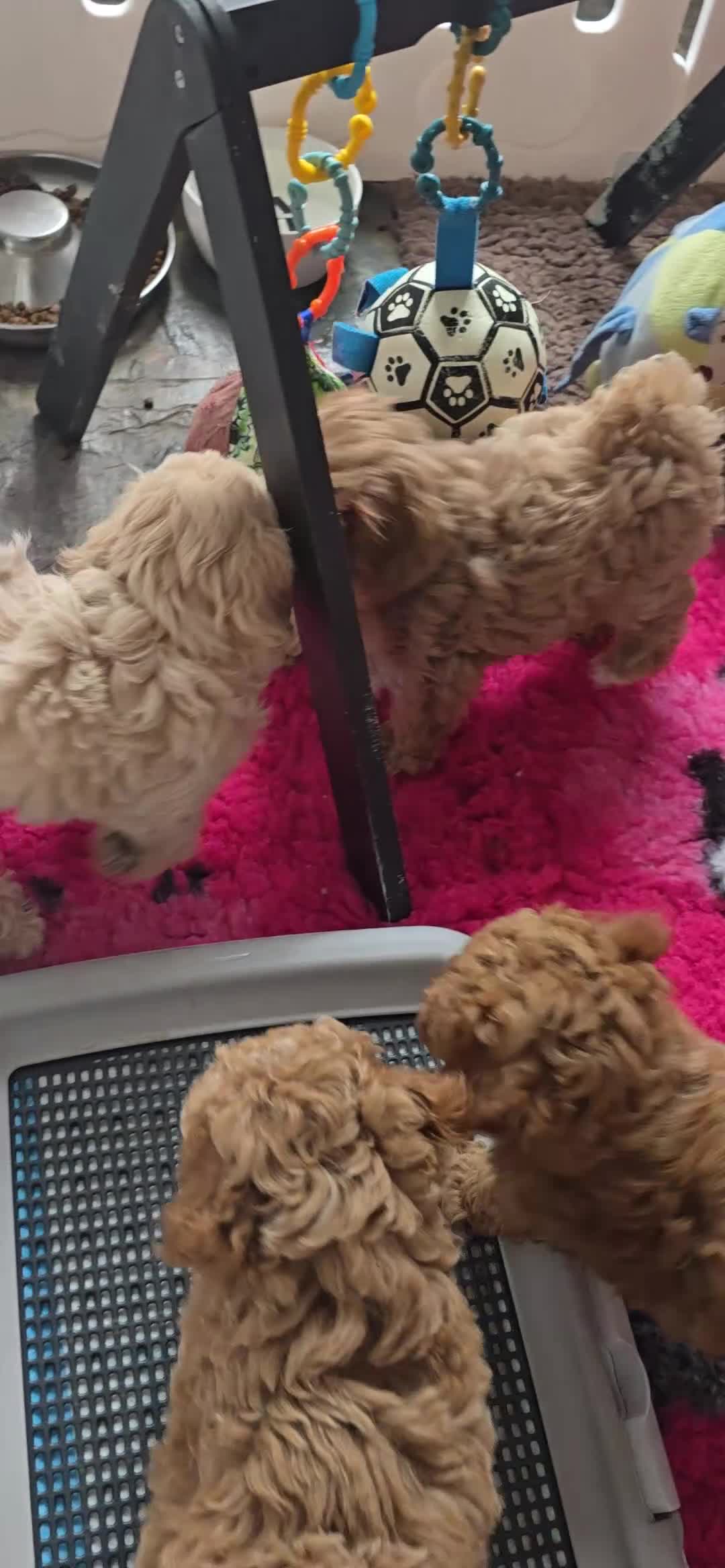 Maltipoo honden te koop: Mooie Lieve Maltipoo Maltezer / toypoedel pups - Video 3