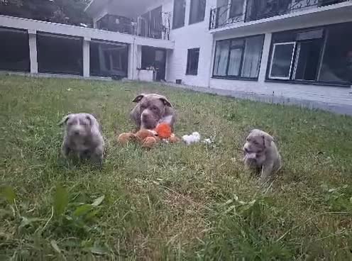 Amerikaanse Bully honden te koop: American Bully XL - Video 2