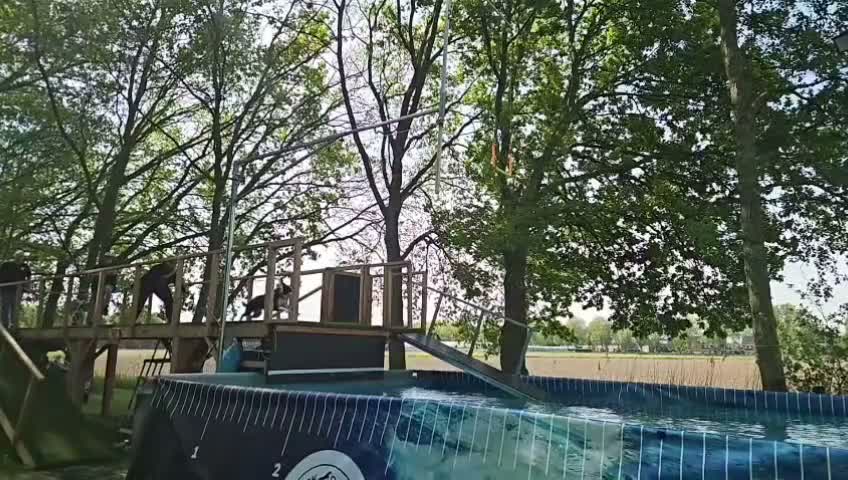 Kruising honden ter dekking: Sportieve reu zoekt passende teef in Zoetermeer - Video 2