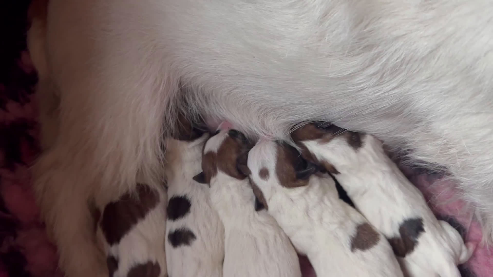 Jack Russel Terriër honden te koop: Mooi reutje van 7 maand  - Video 1