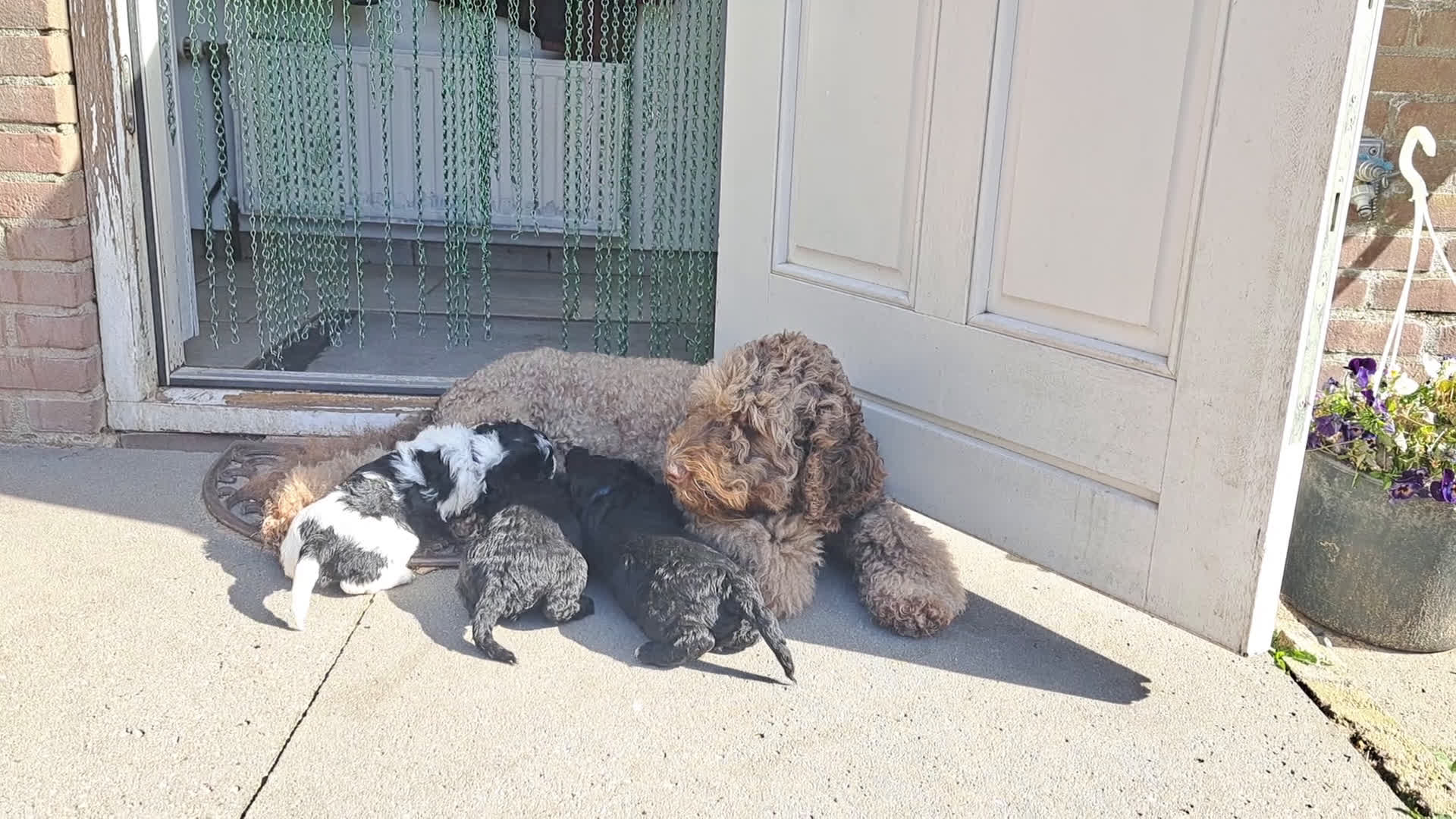 Barbet honden te koop: Franse waterhond - Barbetpups - Video 1