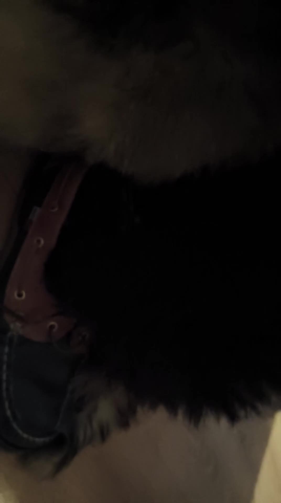Kruising honden te koop: 4 Prachtige Keeshond/Pomeriaan pups (Oranje-Sabel) in Den Haag - Video 4