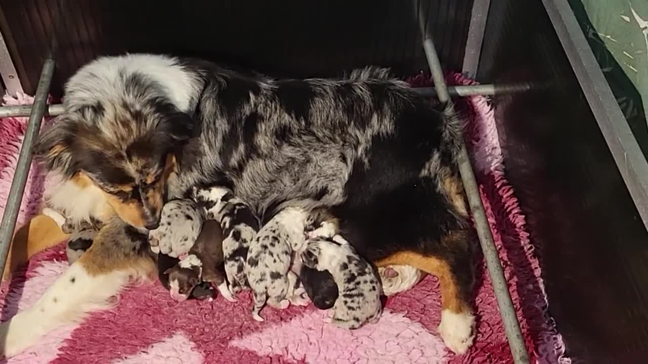 Australian Shepherd honden te koop: Australian Shepherds met FCI stamboom - Video 1