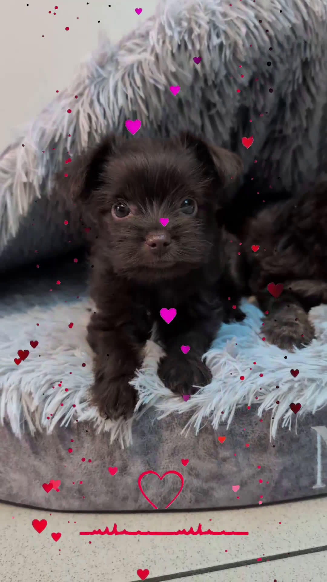 Yorkshire Terriër honden te koop: Yorkshire Terrier puppy’s te koop - Video 2