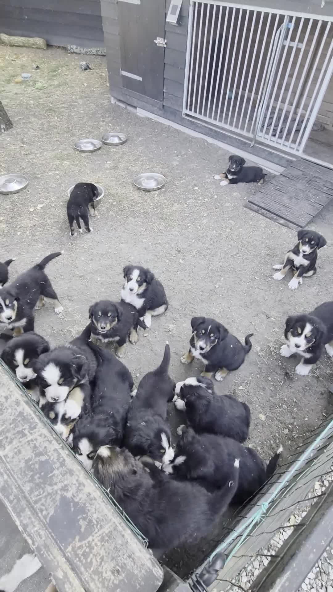 Berner Sennenhond honden te koop: Berner sennen pups - Video 1