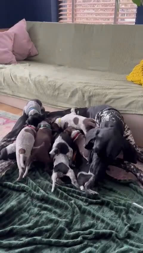 Duitse Staande Hond Korthaar honden te koop: Duitse Staande Korthaar puppy's met stamboom - Video 1