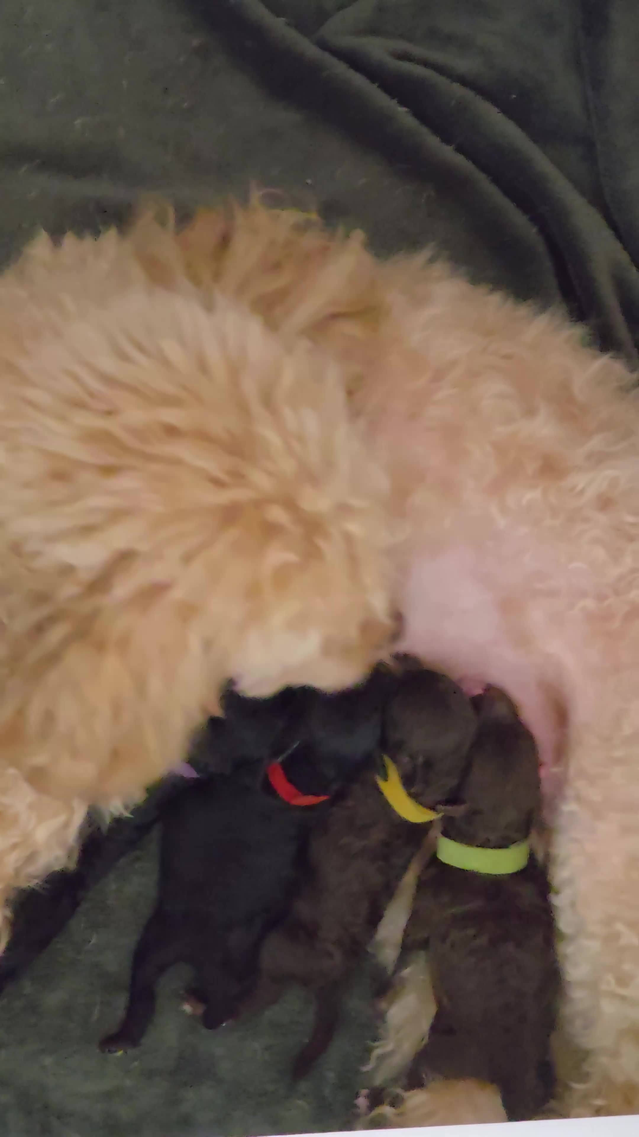 Poedel Toy honden te koop: 4 puppy's van Ginger en Uggy - Video 2