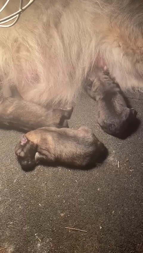 Keeshond honden te koop: Raszuivere blauwe /wolfsgrijze grote keeshond pups - Video 1