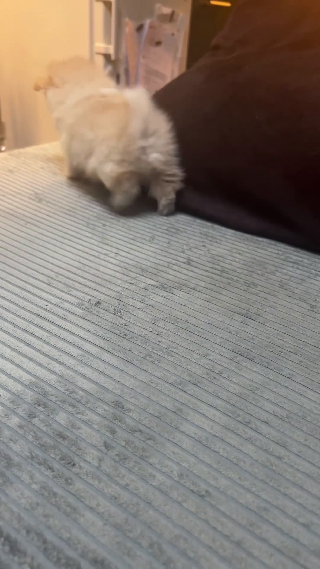 Pomchi honden te koop: Mooie witte pomchi puppy  - Video 3