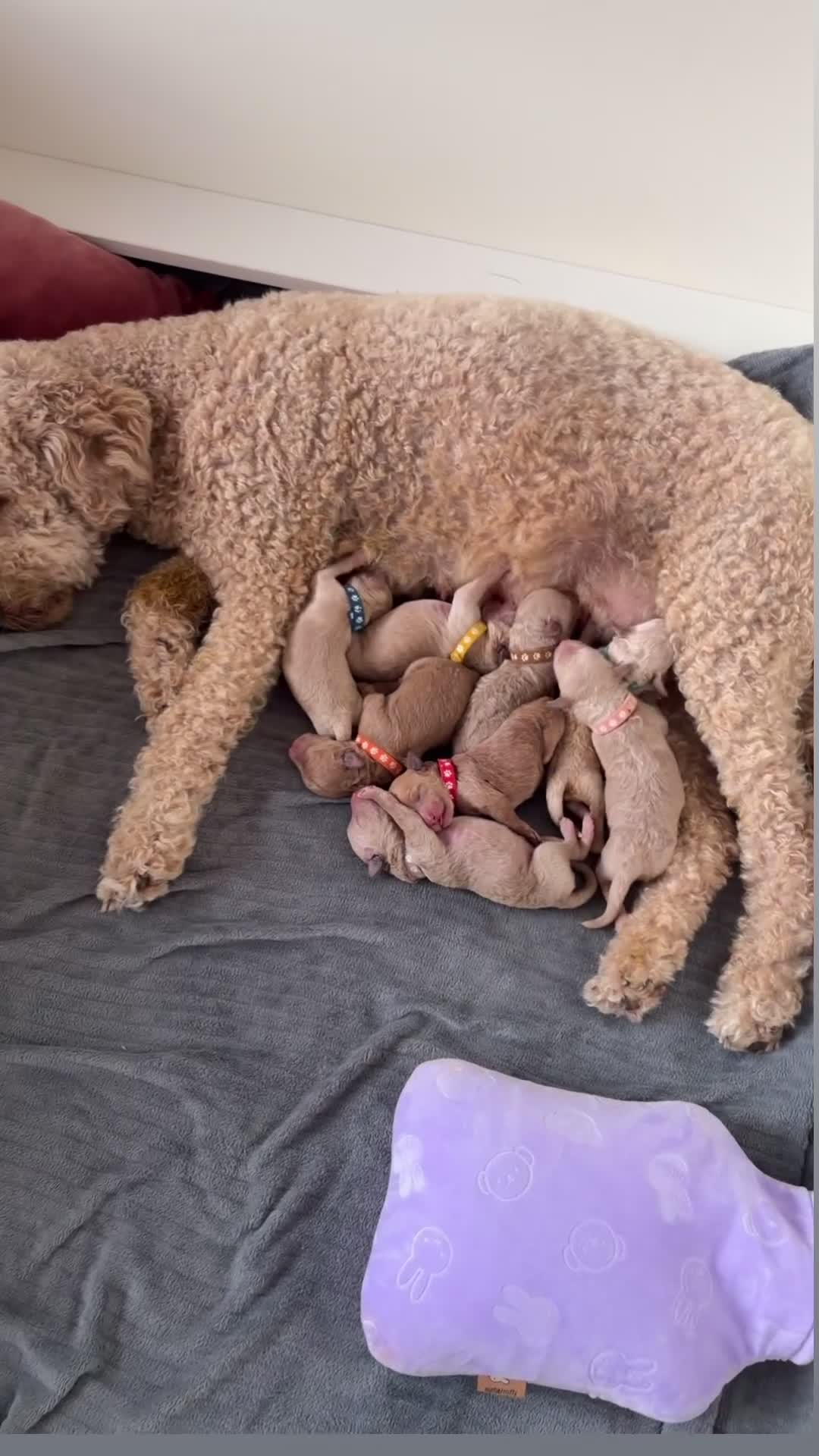 Goldendoodle honden te koop: Knappe Goldendoodles Pups  - Video 2