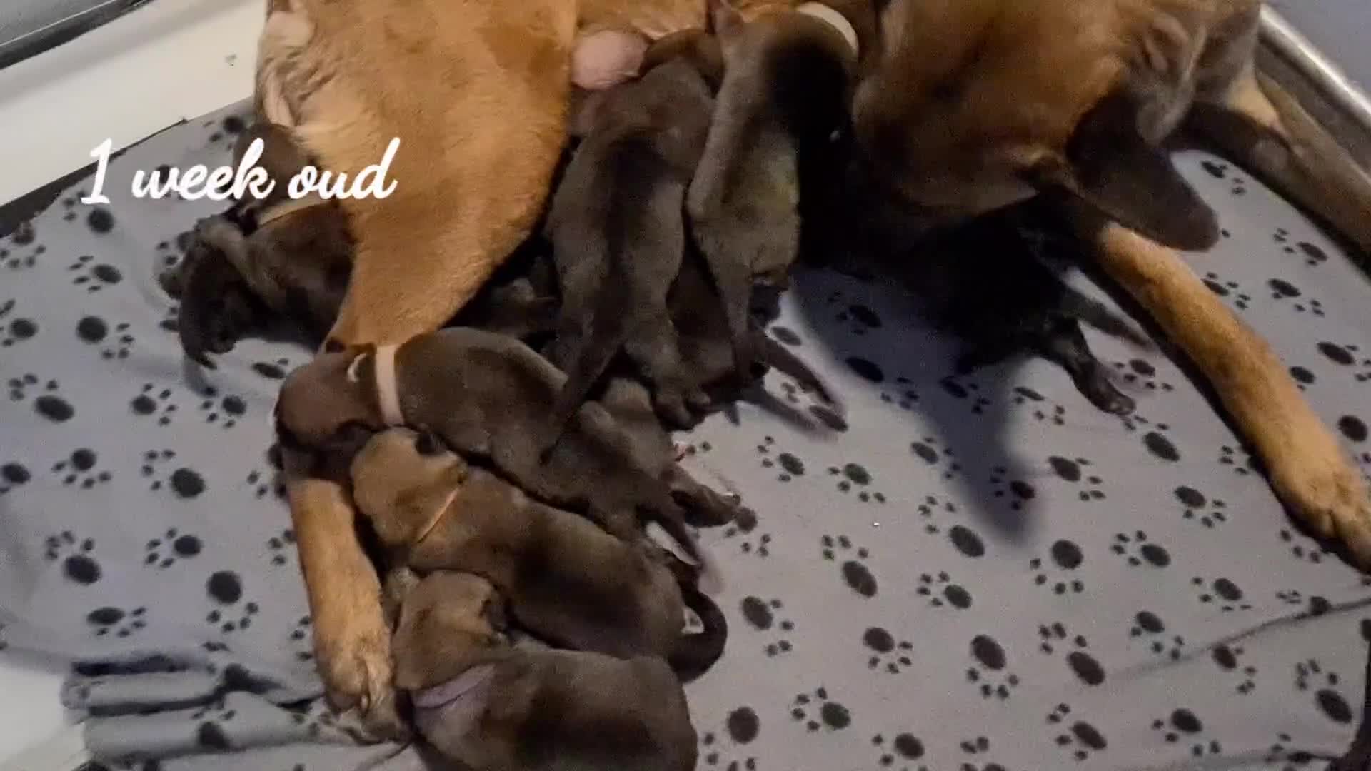 Kruising honden te koop: Prachtige Border Collie x Mechelse Herder pups F1 - Video 2