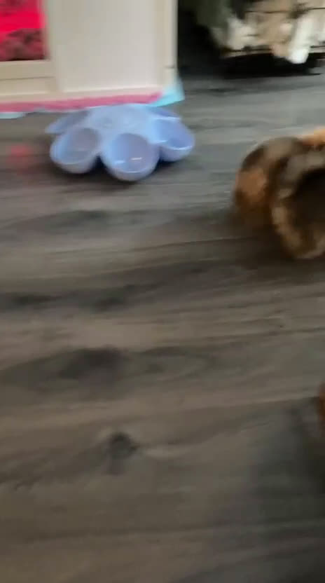 Pomeriaan honden te koop: 3 schattige Pomeriaan pups orange sable 5 wk - Video 1
