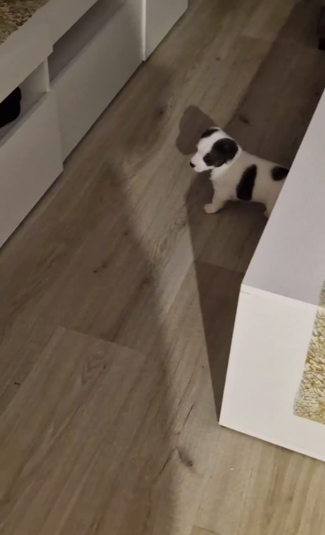 Kruising honden te koop: Jack-Chi Pups te koop - Video 3