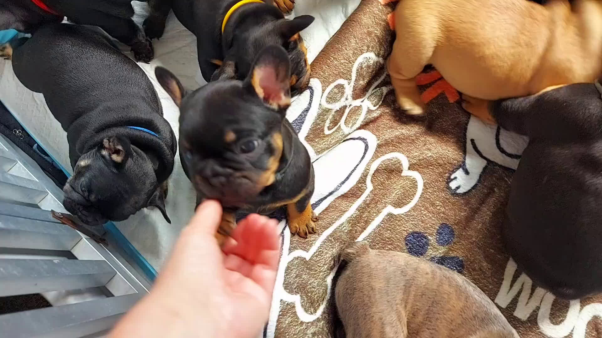 Franse Bulldog honden te koop: Prachtige Franse Bulldog pups met stamboom in Zoutleeuw - Video 1