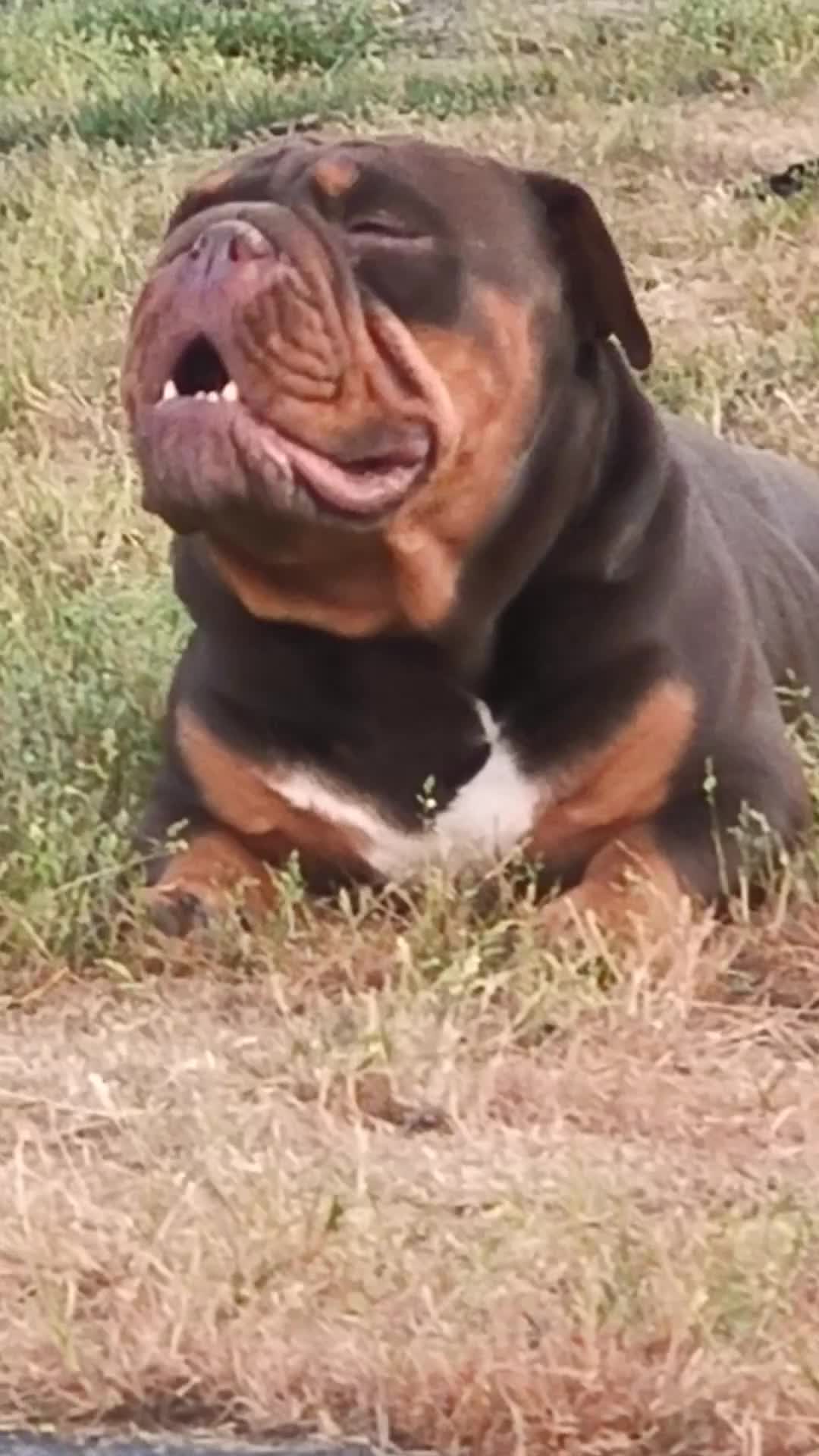Old English Bulldog honden ter dekking: Dekreu  - Video 1