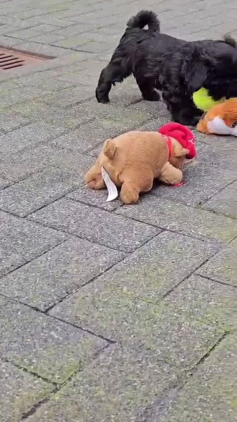 Havanezer honden te koop: Prachtige gezonde Havanezer pups met stamboom - Video 3