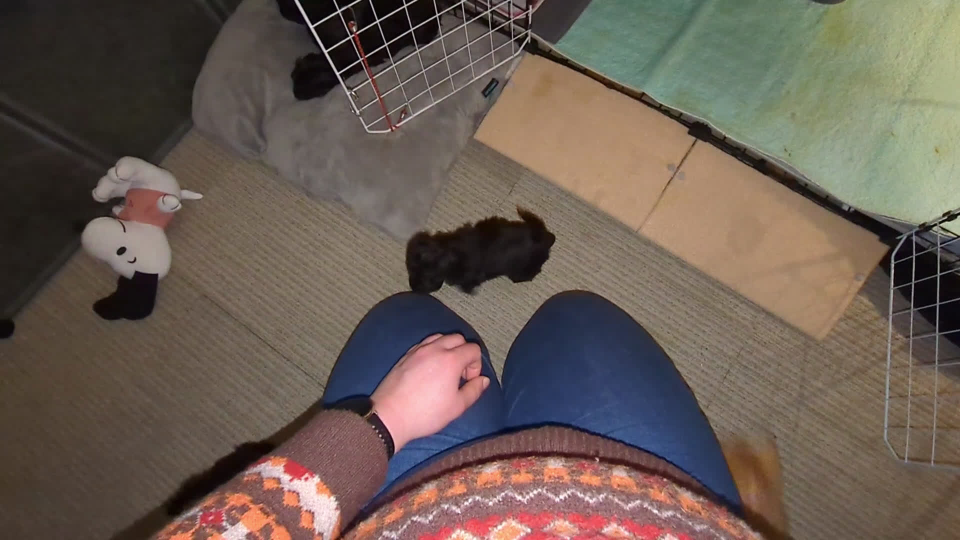 Maltipoo honden te koop: Fantastisch zwarte Maltipoo F1b 🥰 Anti-allergie - Video 1