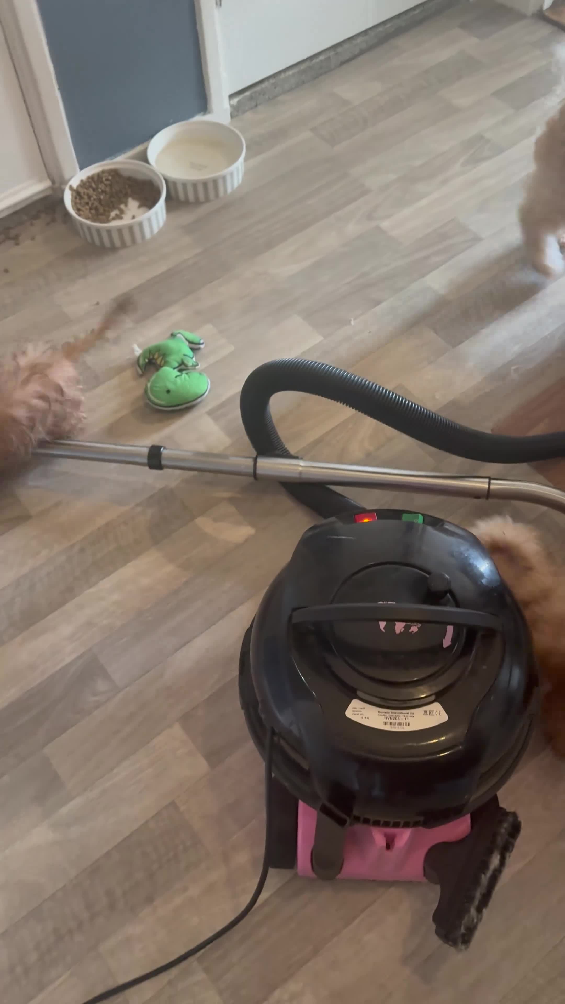 Boomer honden te koop: Boomer pups  - Video 1