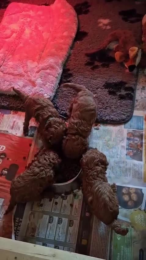 Poedel Toy honden te koop: 3 Mini Raszuivere toypoedel Broertjes  - Video 1