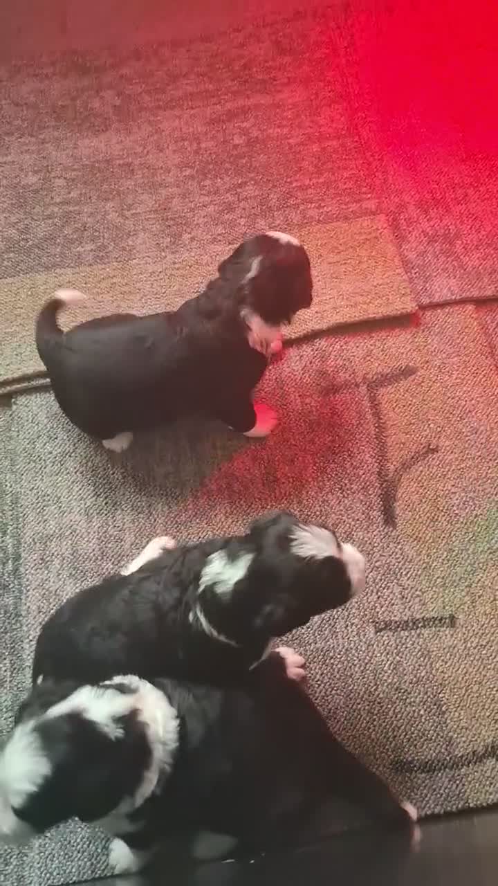 Bernedoodle honden te koop: Bernedoodle pups - Video 1