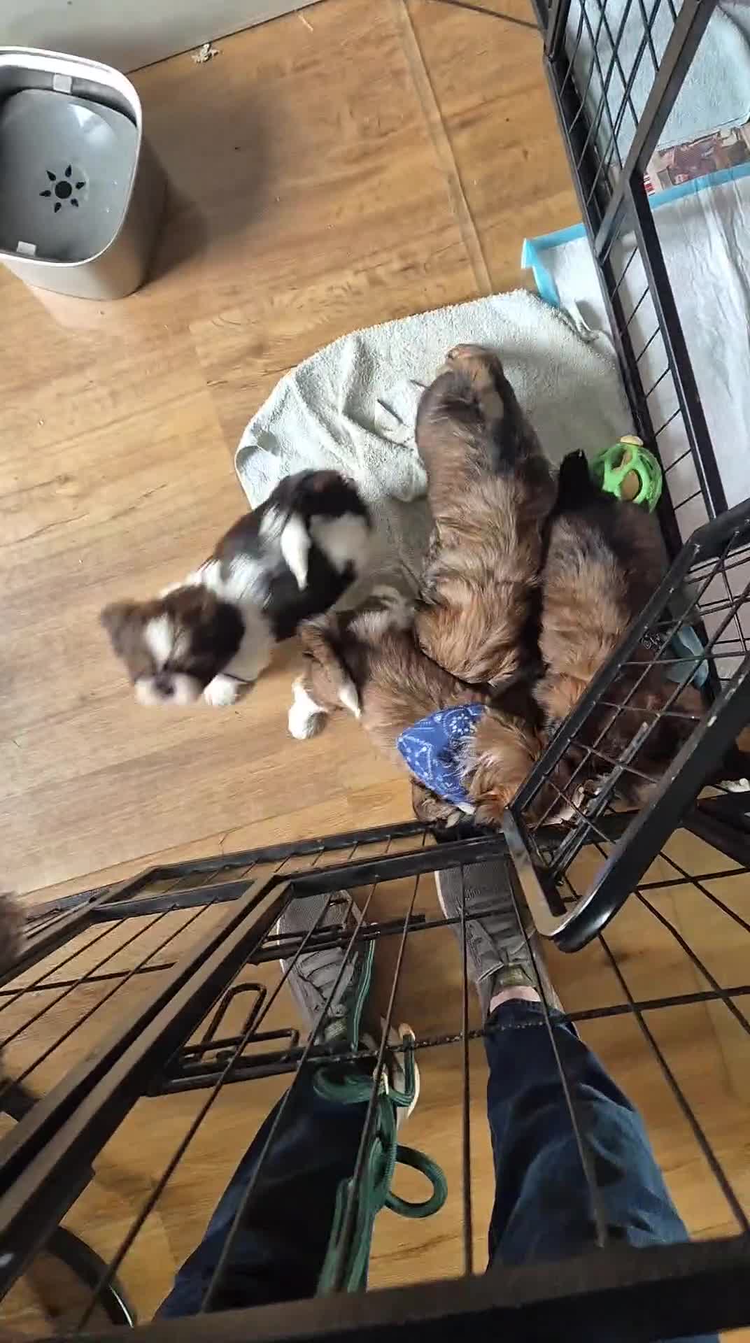 Shih Tzu honden te koop: Shoh tzu pup reu - Video 1