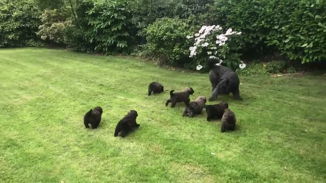 Bouvier des Flandres honden te koop: Bouvierpups verwacht half november  - Video 1