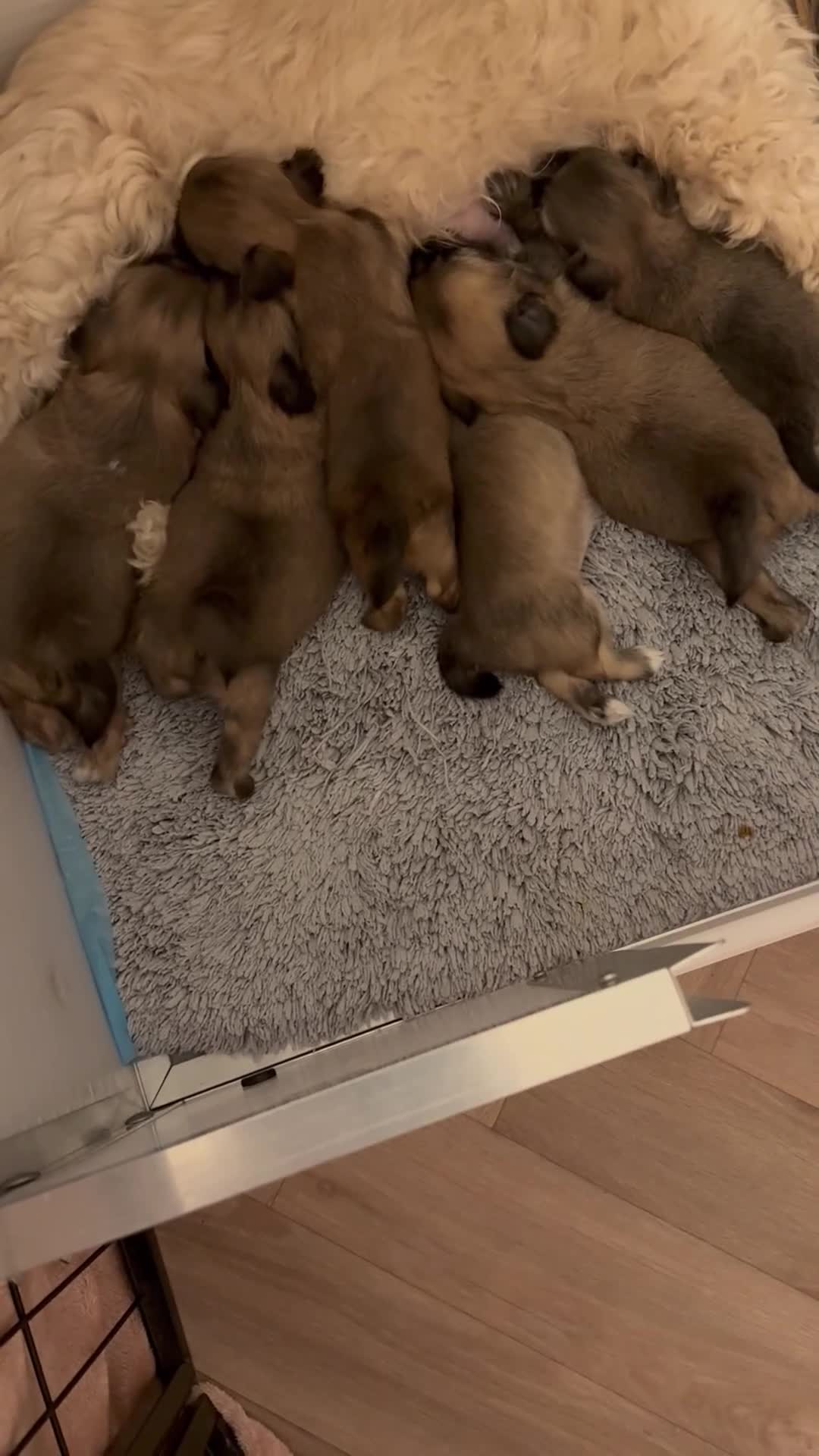 Lhasa Apso honden te koop: 🐾 Lhasa Apso Pups met stamboom! 🐾 in Rozenburg - Video 1