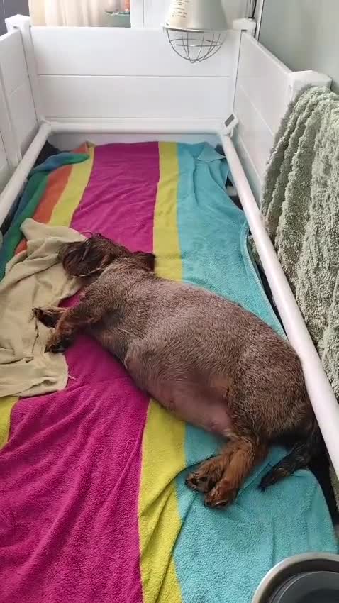 Ruwhaar Teckel honden te koop: Prachtige lieve ruwharige standaard teckel pups - Video 2