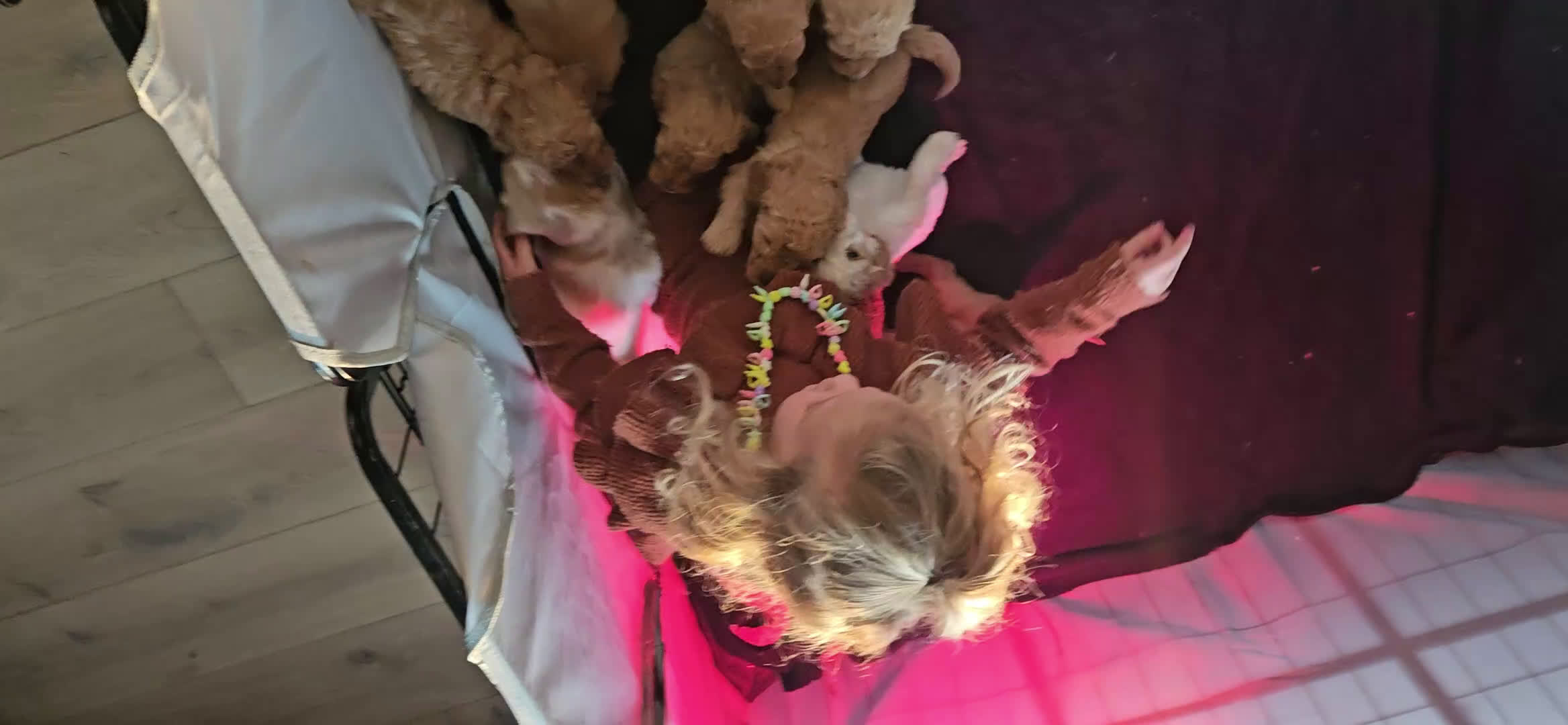 Kruising honden te koop: Medium doodles ma mini labradoodle pa labradoodle - Video 2