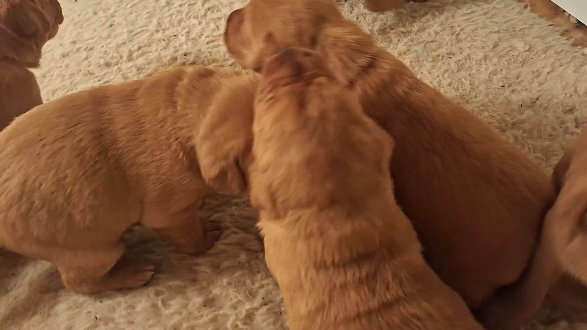Labrador Retriever honden te koop: Prachtige Foxred Labrador pups - Video 1