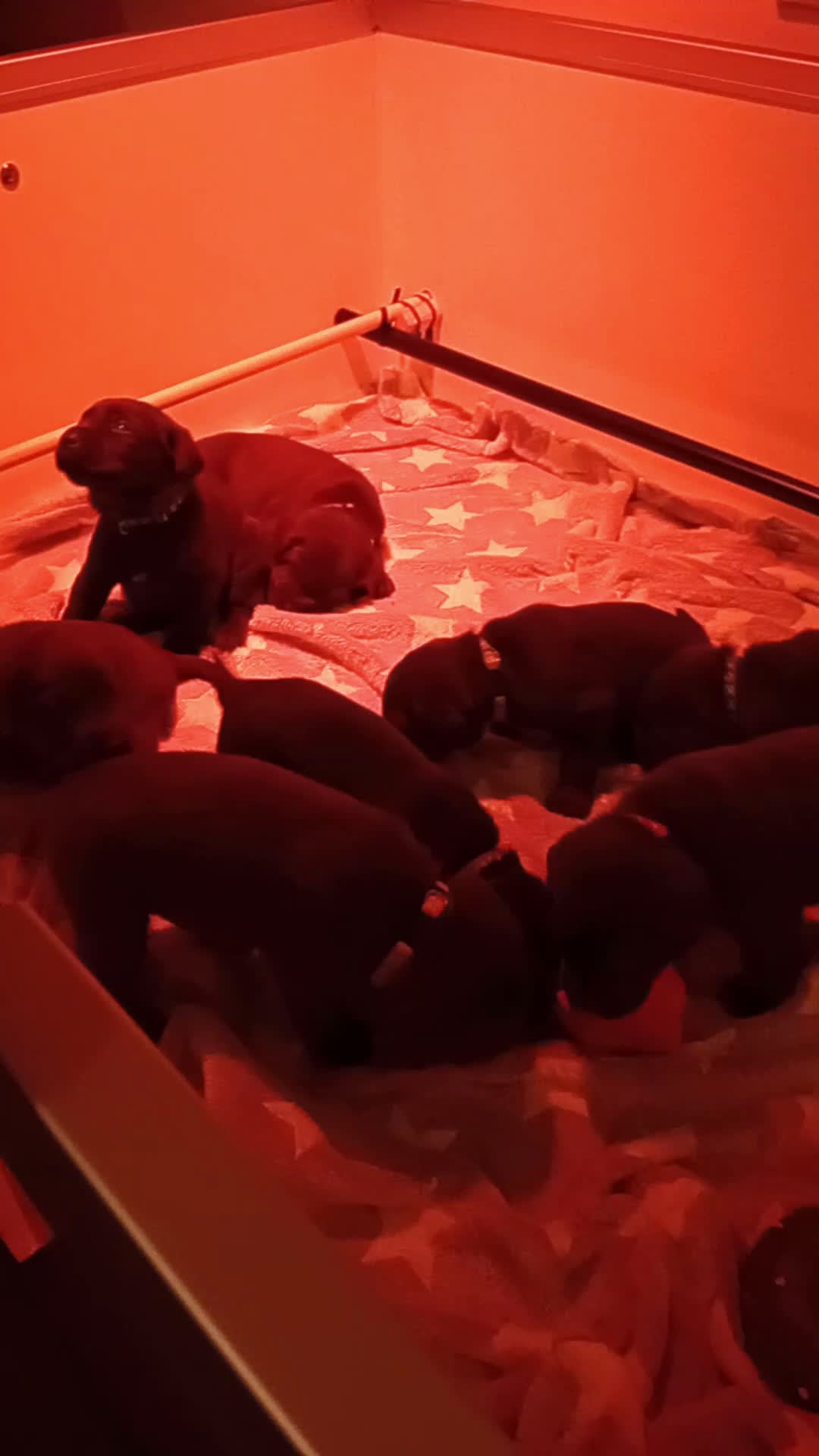 Labrador Retriever honden te koop: Prachtige chocoladebruine Labrador pups - Video 1