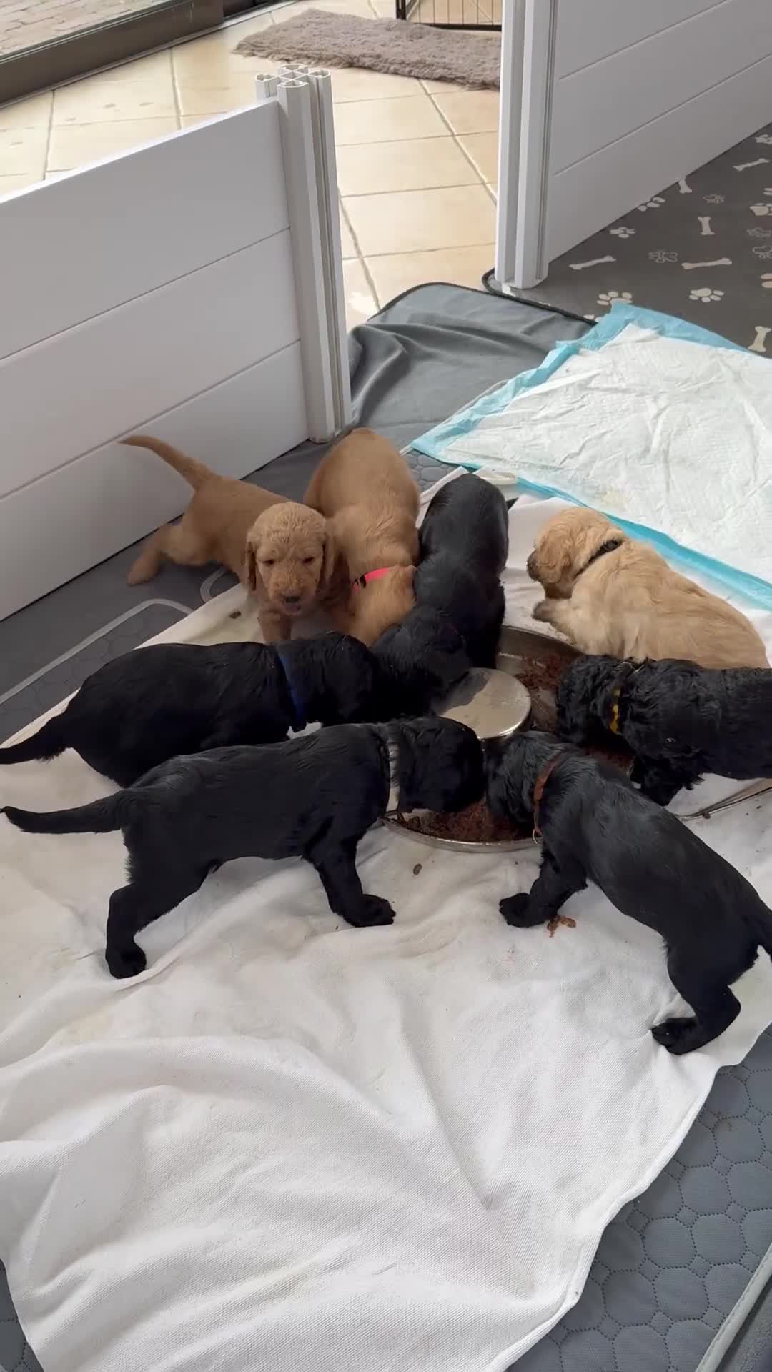 Australian Labradoodle honden te koop: (Australian) Labradoodle pups - Video 3