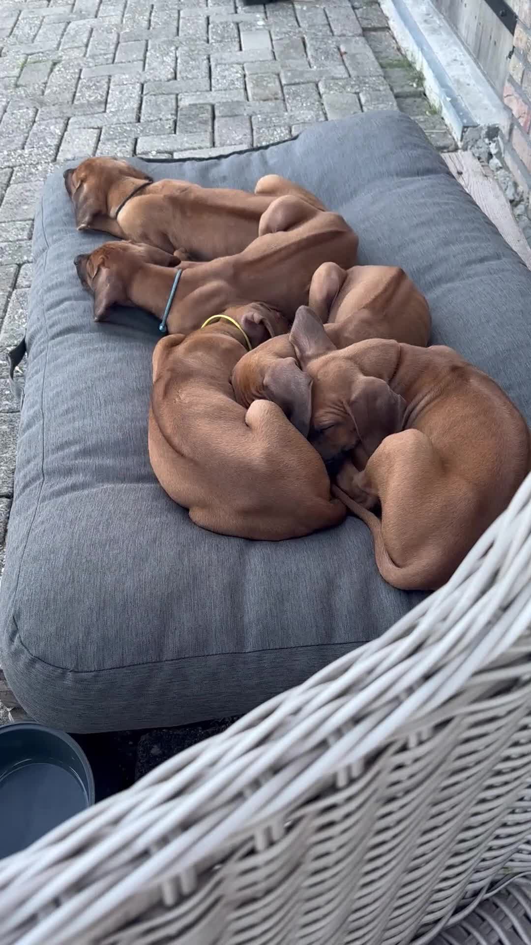 Rhodesian Ridgeback honden te koop: 10 prachtige Rhodesian Ridgeback pups te koop - Video 1
