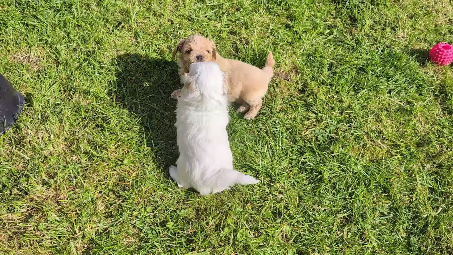 Shihpoo honden te koop: MaltiPoo (ShihTzu/Maltezer X ToyPoedel) - Video 2