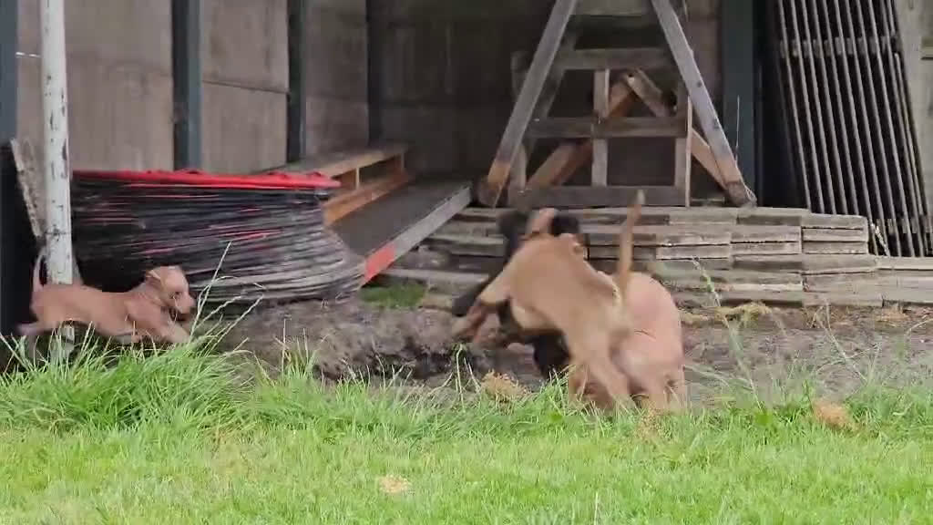 Mexicaanse Naakthond honden te koop: Mexicaanse Naakthond Miniatuur, Xolo, met vacht - Video 4