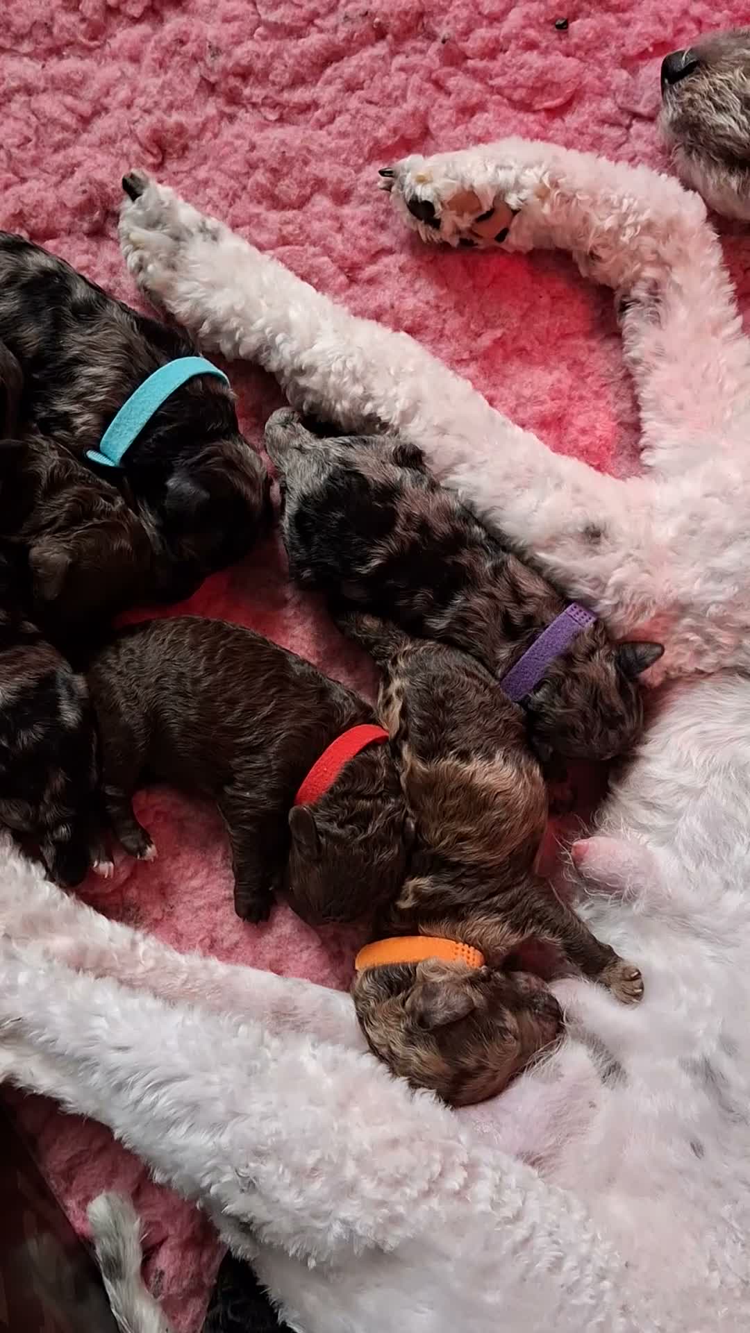Labradoodle honden te koop: Mooie mini labradoodle puppies  - Video 1