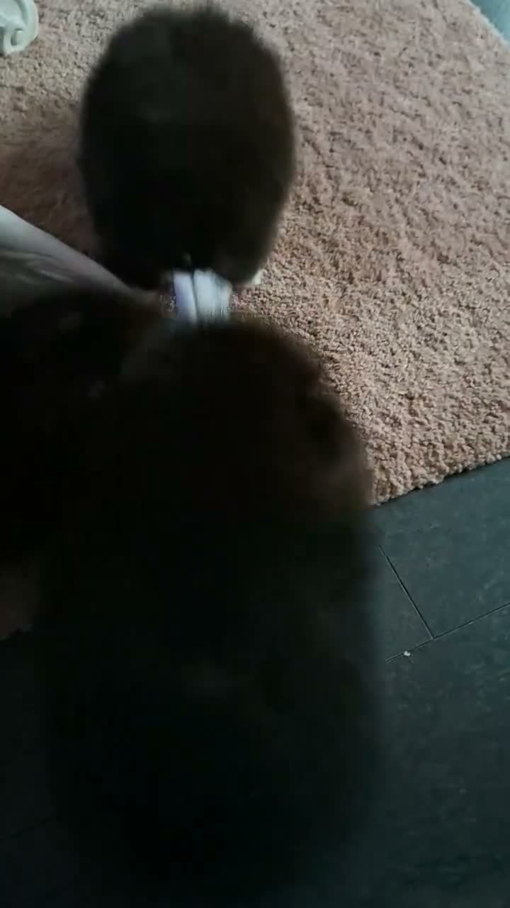 Pomeriaan honden te koop: Pomeriaan puppy  - Video 1