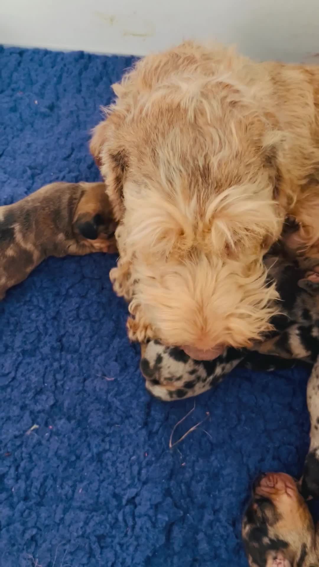 Ruwhaar Teckel honden te koop: De liefste getijgerde ruwharige teckel pups - Video 1