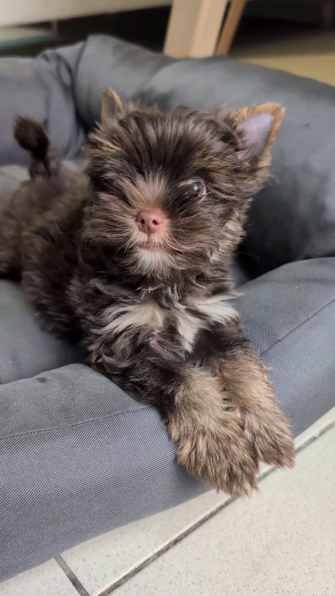Yorkshire Terriër honden te koop: Yorkshire Terrier puppy’s te koop - Video 4