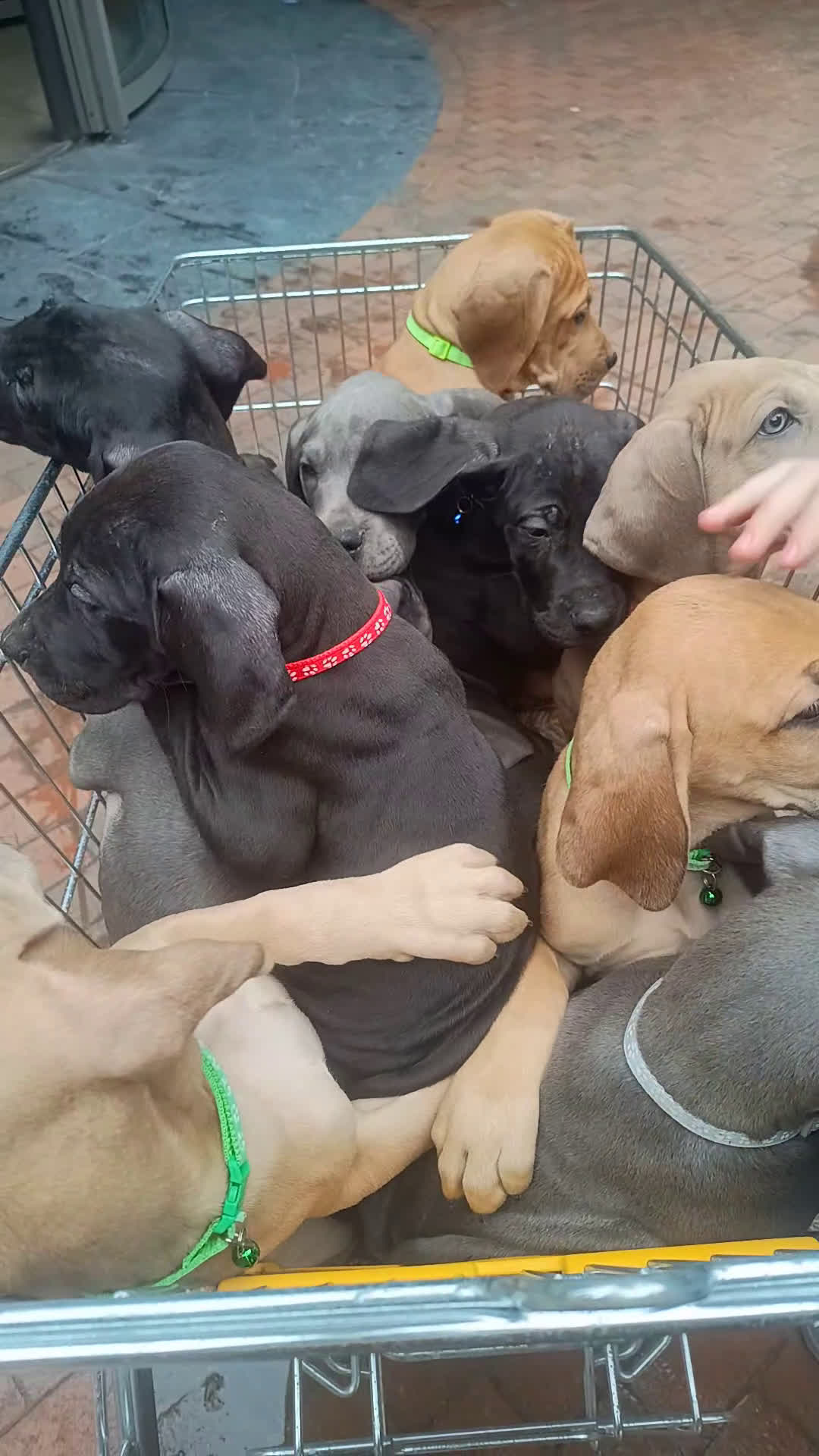 Duitse Dog honden te koop: Duitse dog pups - Video 1