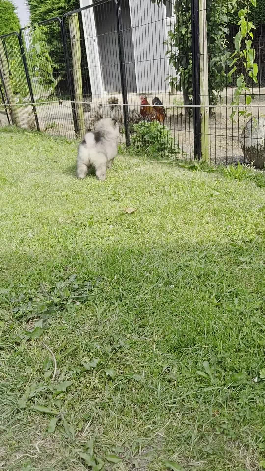 Keeshond honden te koop: Grote grijze keeshond puppy's  - Video 1