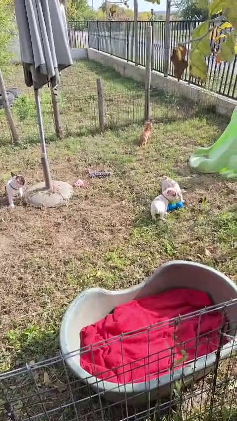 Franse Bulldog honden te koop: Franse bulldog raszuiver FCI (uitgebreid getest)  - Video 1