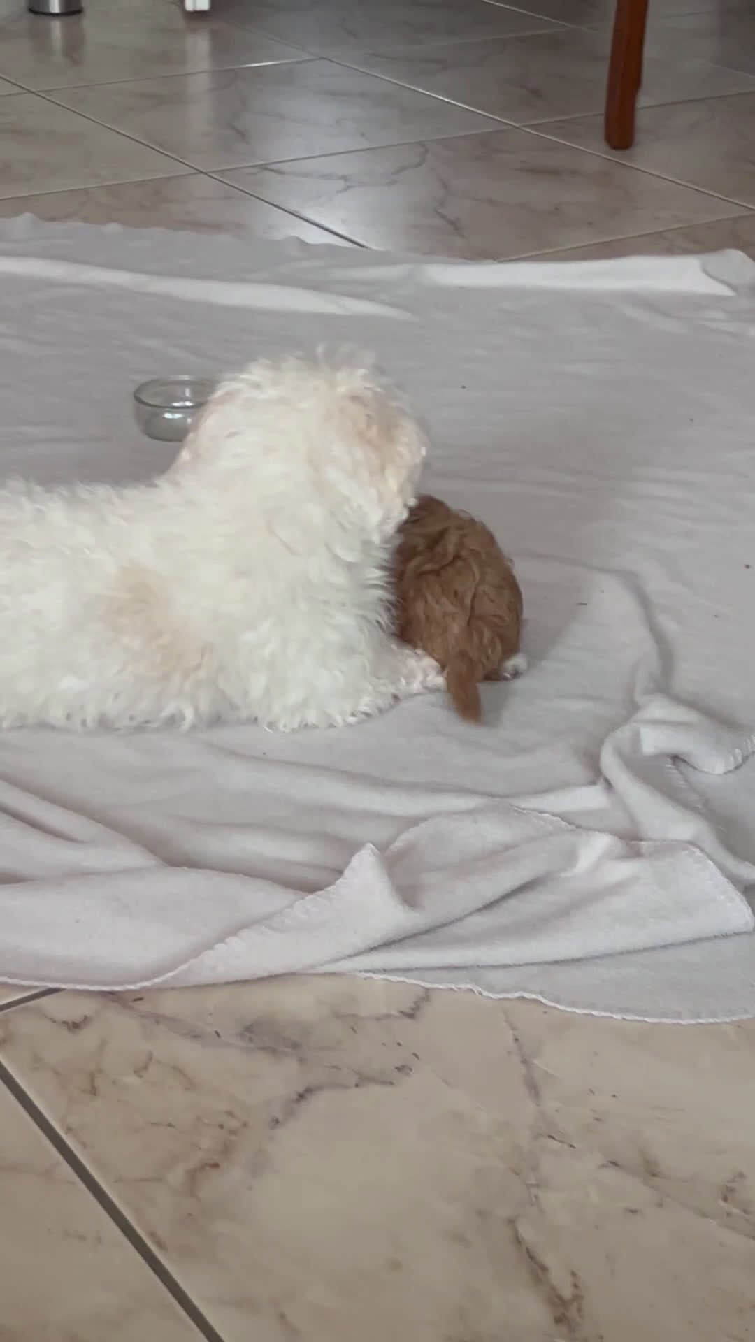 Shihpoo honden te koop: Mini shihpoo - Video 1